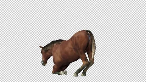 Horse Laydown Back View