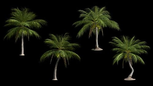 Four Animated Swaying Coconut Palm Trees on Alpha Channel