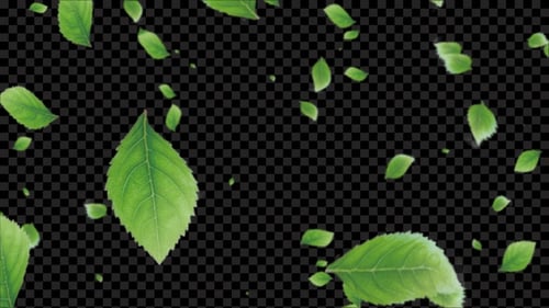 Hoja de menta verde que cae Alpha