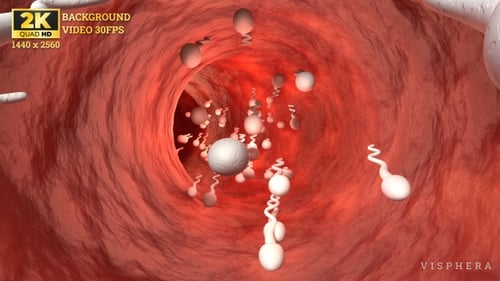 Animated Journey of Human Sperm Cells in a Biological Pathway