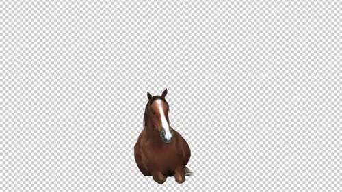 Horse Laydown Front View