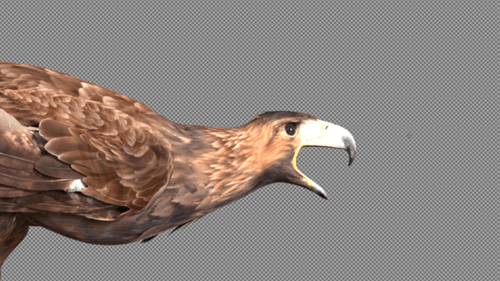 Gold Eagle Roar Call