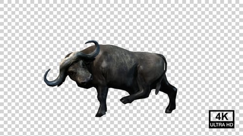 Buffalo Attack Left Leg Side View