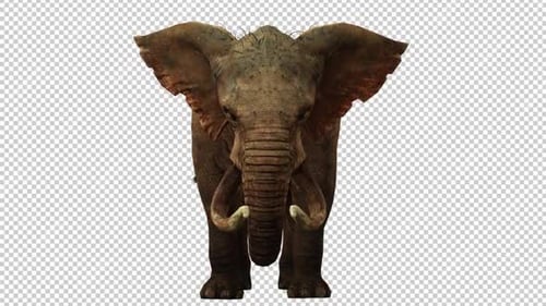 Elephant Idle 3 Front View Loop