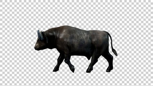 Buffalo Walk Back Side View