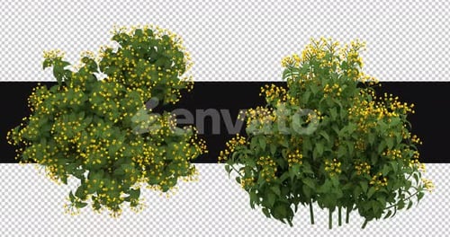 Pack Of 2 Allamanda Plant With Flowers On Alpha Loop