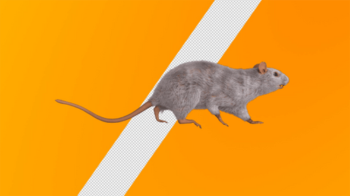 Realistic Animated Gray Rat Walking Cycle