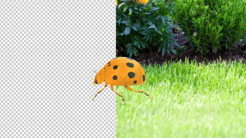 Realistic 3D Ladybug Walking Animation