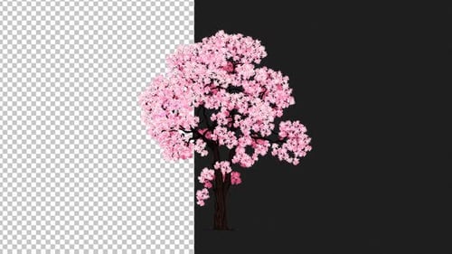Animated Cherry Blossom Tree Wipe Reveal