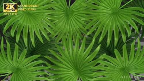 Leaf Transition