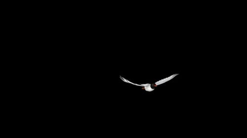 Seagull Bird - Eurasian Mediterranean Black Headed - Flying Over Transition - I - Alpha Channel