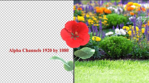 Red Rose Flower Blooming Animation with Alpha Channel