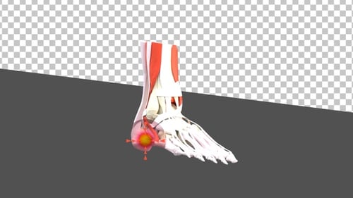 3D Foot Pain | Alpha Channel