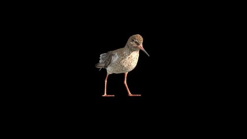 Promenade Redshank