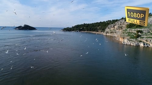 Flying Birds Antalya Turkey 9