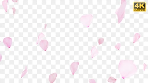 Pink Petals Floating