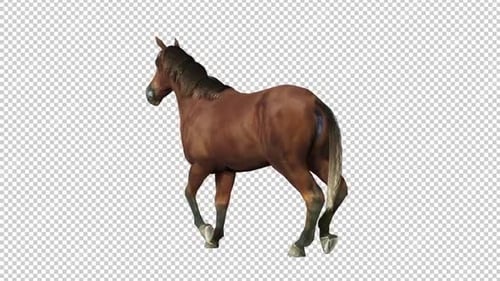 Horse Walk Back View Loop