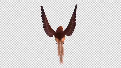 Colorful Australian Bird - Wren Mallee Emu - Flying Loop - Back View CU - Alpha Channel