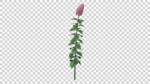 Swaying Green Plant with Pink Flower Alpha Animation
