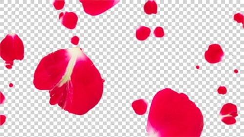 Superposition de pétales de rose Alpha V6