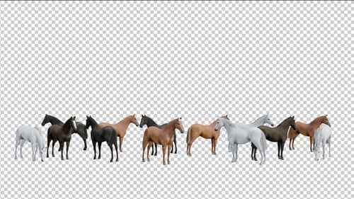 Herd of Horse Standing on Alpha Channel Transparency Background