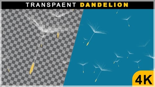 3D Realistic Random Floating White Dandelion On Transparent Background