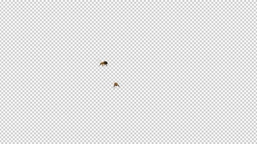 2 Common Bees - Flying In and Out - MS View - Alpha Channel