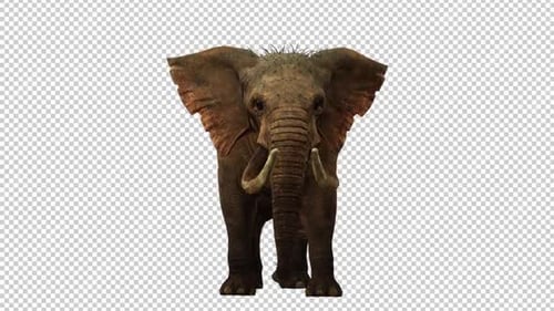 Elephant Firing Front View Loop