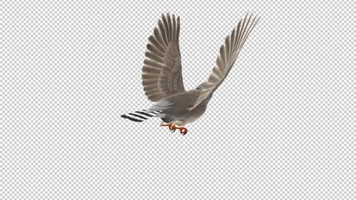 Zebra Finch Bird - Flying Loop - Back Angle View CU