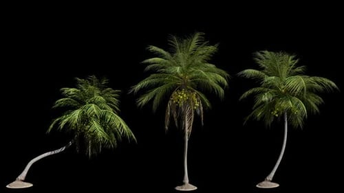 Three Swaying Palm Trees Isolated on Alpha Channel