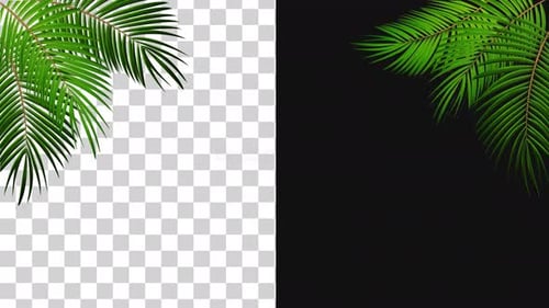 Coconut Leaves Movement Alpha 4k Looped