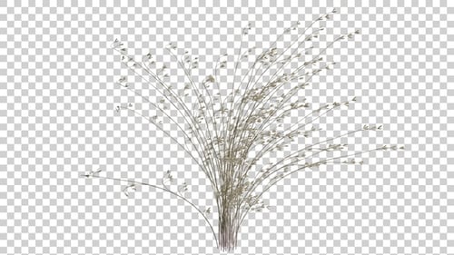 Cheat Grass