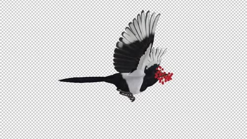 Magpie Bird With Red Rowan Berries - Flying Loop - Side View CU