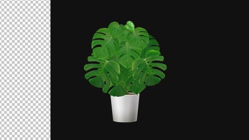 Potted Tropical Plant Animation Alpha 1080p