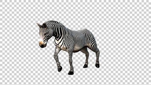 Zebra Stand Up Angle View
