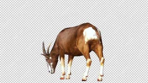 Boucle de vue arrière Goat Idle 2
