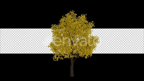 Autumn Tree