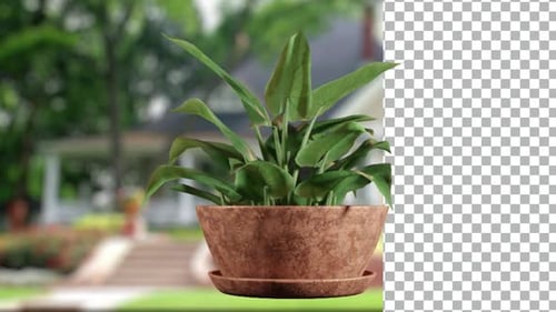 Animated plant on Brown pot