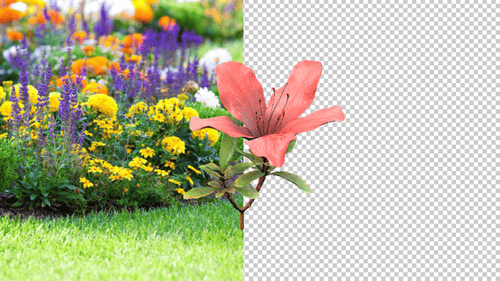 Rhododendron Azalea Plant