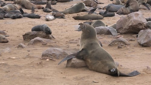 Fur seals colony. Atlantic ocean coast. Wildlife. Animals on the beach.