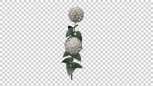 Hydrangea Flowers V2