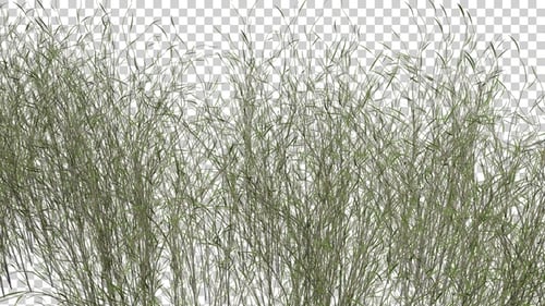 Bromus Grass Field