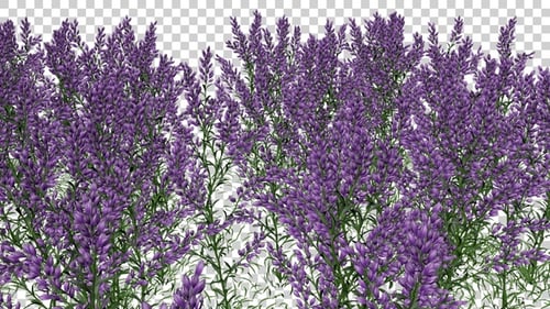 Lavender Flowers Field
