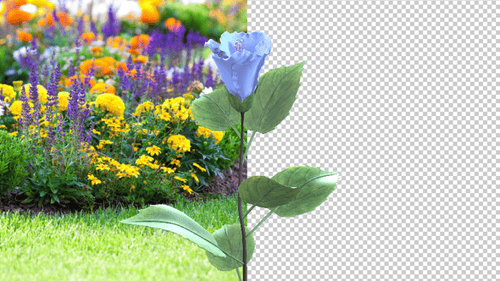 Realistic Blue Flower Blooming Time-Lapse Animation