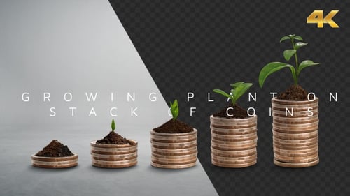 Growing Plant On Stack Of Coins