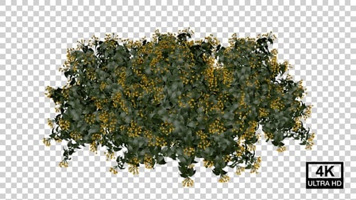 Overhead View Growing Bush with Yellow Flowers Animation