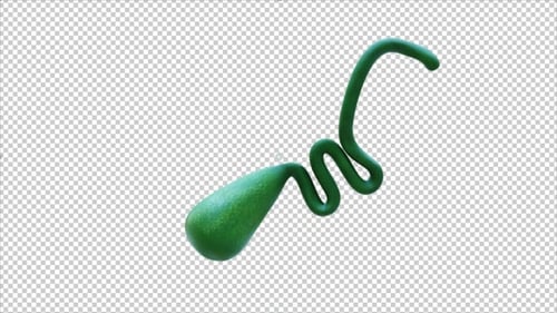 Gallbladder