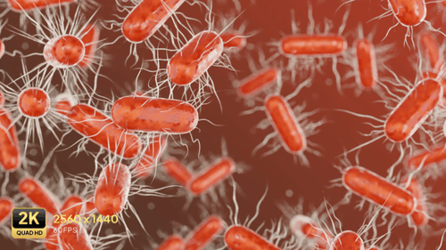Bacteria Cells Floating