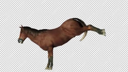 Horse Kick Left View Loop