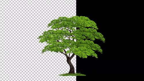 Tree Alpha Channel V3